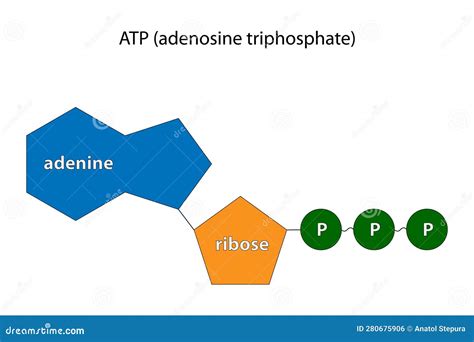 ATP: Adenosine triphosphate (video) .